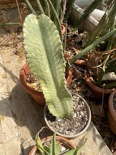 Euphorbia murielii variegata - murielii,