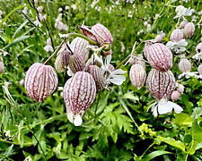 Semi di Colla Gonfiata, Silene
