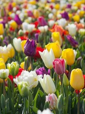 BULBI DA FIORE 25 PZ DI