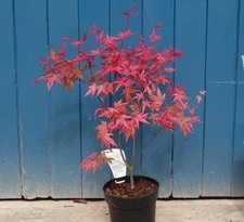 Acero Giapponese Rosso in vaso - RESISTENTE