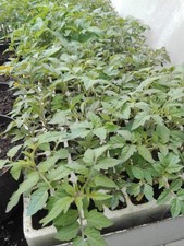 Piantine orto pomodoro del - da,