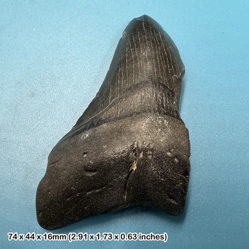 Authentic carcharodon
