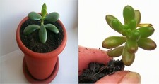 2 Piante Grasse: 1 Sedum Rubrotinctum e 1 Crassula ovata POSTA1