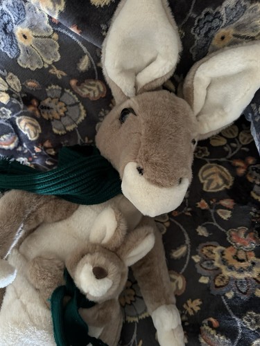 Canguro con baby joey - con,