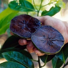 Pianta di Sapote Nero