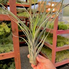 Caput Medusae x Flabellata Air