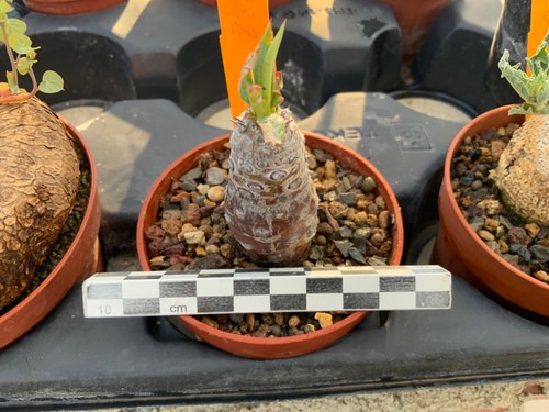 425 euphorbia pachypodioides - 425,