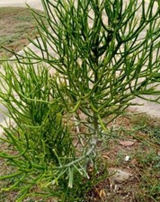 Suculenta euphorbia tirucalli - suculenta,