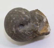 Ammonite, Proarcestes ombonii, Trias, Ladin, Carinzia, Austria -m283