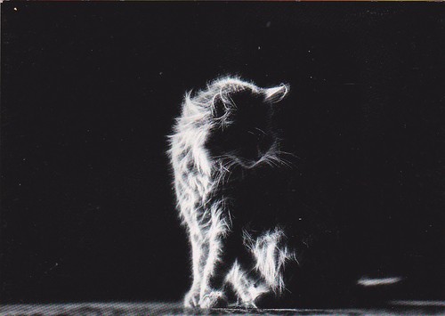 Cartolina artistica gattini - *,