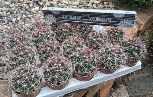Pezzi ferocactus - pezzi,