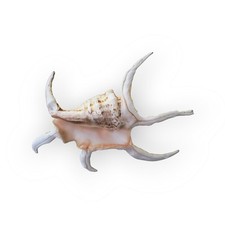 Conchiglia Ragno Lambis Grande Vintage da Arredo 18 cm Arredo