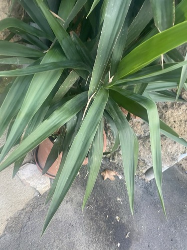Yucca gigante - yucca,