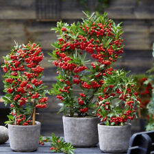 PYRACANTHA COCCINEA - AGAZZINO, 10 SEMI MISTI SELEZIONATI