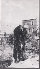 FOTOGRAFIA VINTAGE PUNTATORE