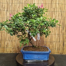 Bonsai di Azalea h 44cm Visita