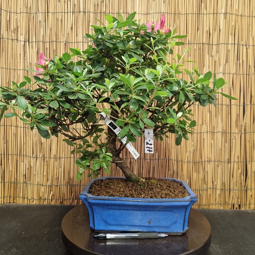 Bonsai azalea 44cm visita - 44cm,