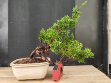 bonsai ginepro chinesis 28 cm