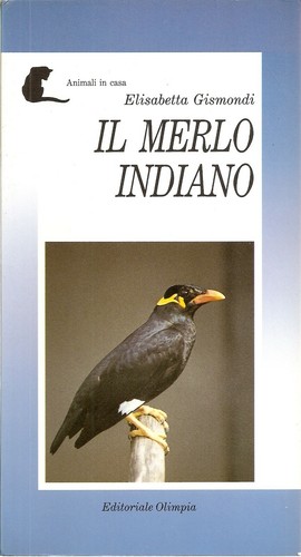Merlo indiano - indiano,