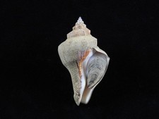 Sea shell Melongena pugilina