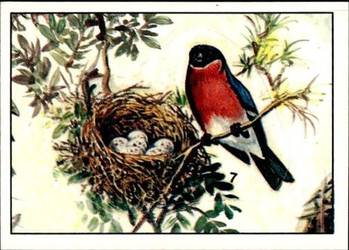 Figurina uccelli panini - figurina,