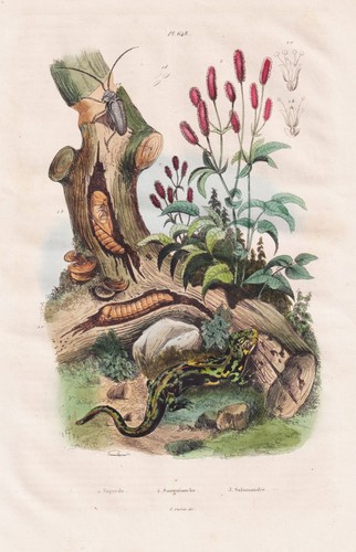 Salamandra salamander anfibio - salamander,