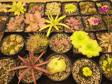 Plantes carnivores - ,