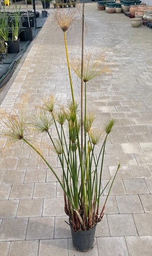 Cyperus papyrus - cyperus, (papiro)