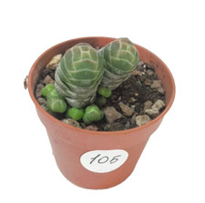 Crassula Barklyi vaso Ø5.5 cm