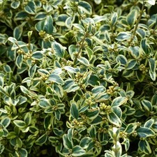 Pianta Bosso Sempervirens Variegato