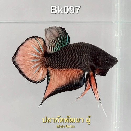 Pesce betta maschio - pesce,