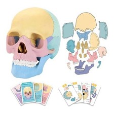 Set Anatomico Modello Cranio