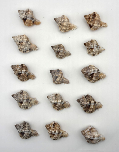 Piccole conchiglie marroni - 15,