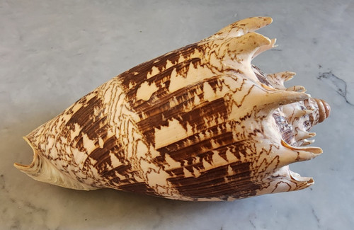 Cymbiola aulica imperialis - or,