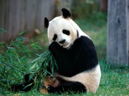 Quadro panda orso mangia erba - quadro,