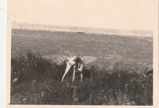 B1 -  Foto Photo Fotografia Anni 60 - Cane da Caccia Segugio