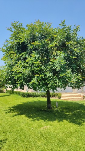 Carruba frutto del carrubo - frutto,