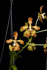 Orchid Species Vanda
