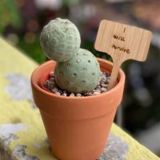 Pianta di Cactus Succulenta