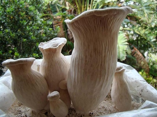 Pleurotus nebrodensis dry - pleurotus,