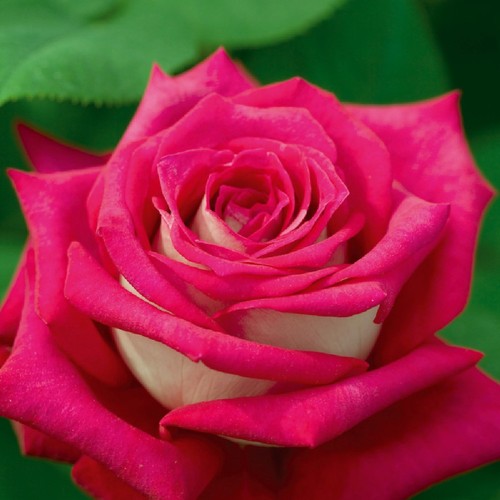 Pianta rosa monica bellucci - monica,