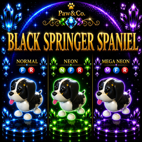 Springer spaniel nero - , fr