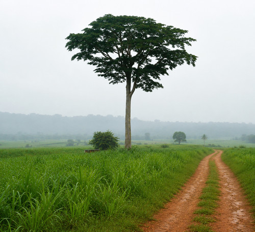 Milicia excelsa seeds - seeds,