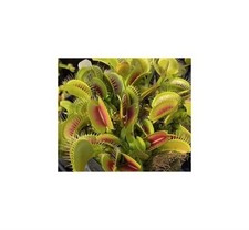 5x Dionaea muscipula big dents