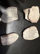 Felce fossili SW IN miniera di