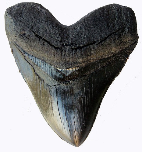 Pollici carcharodon - 5,5,