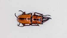 Lucanidae - Scarabeo cervo -
