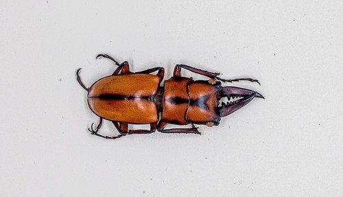 Lucanidae scarabeo cervo - -,