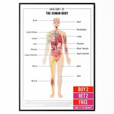 POSTER EDUCATIVO ANATOMIA