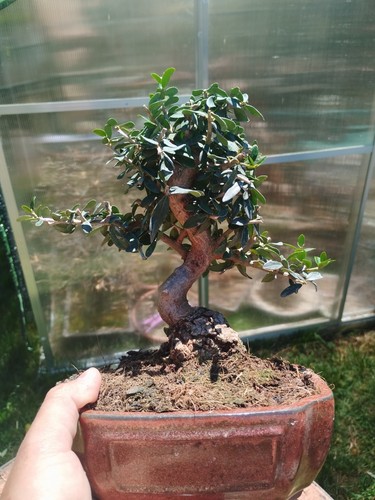Bonsai olea europaea - bonsai, di